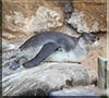 Penguin Chick - photo taken on 26th August 2017