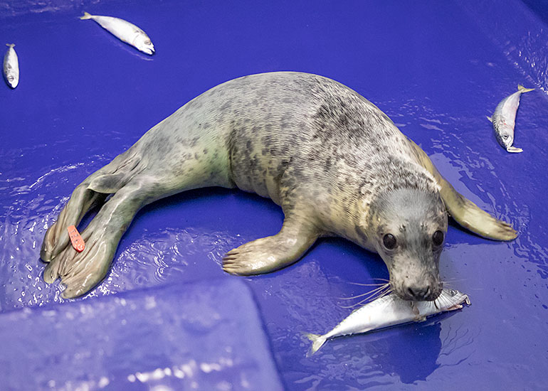 Footloose, rescued seal pup
