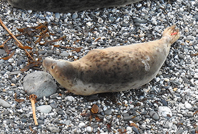 Footloose - 23rd October 2020 - Photo Credit -  Pauline McKeogh