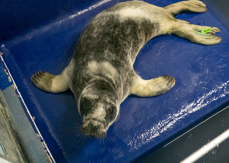 French Fry, rescued seal pup