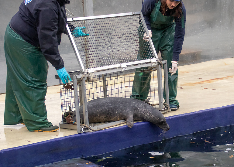 French Fry, rescued seal pup
