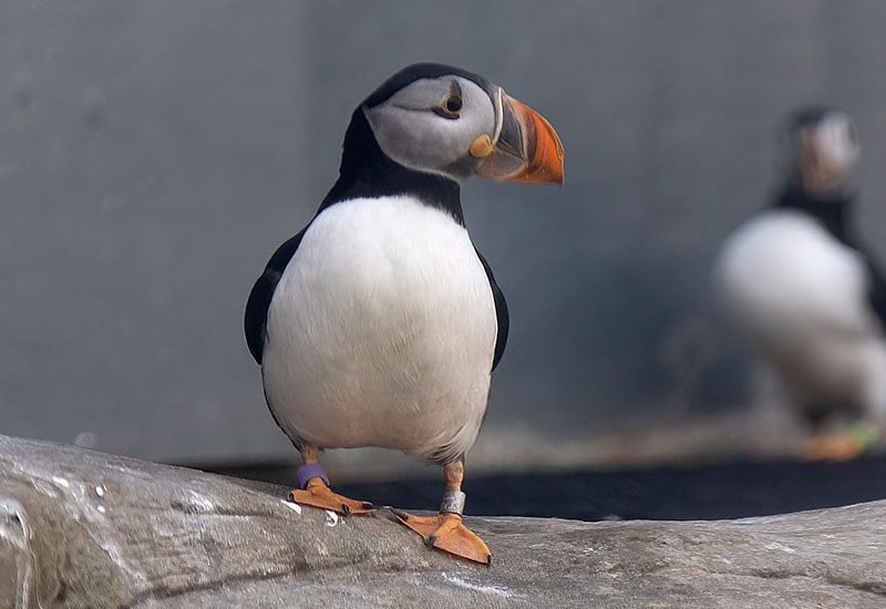 Freyja - Puffins