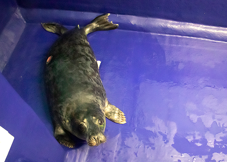 Frodo Baggins, rescued seal pup