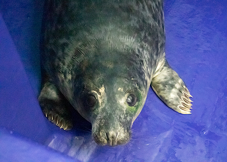 Frodo Baggins, rescued seal pup