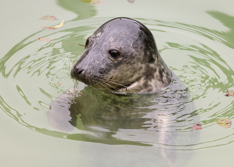 Frodo Baggins, rescued seal pup