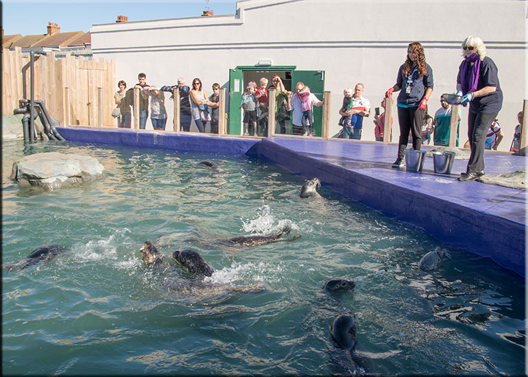 Gaby and Joyce feeding the seals