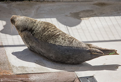 Geoffrey in the convalescent pool on 27th April 2018