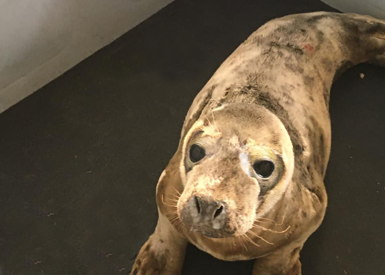 Gherkin - Photo Credit: Lizzi Larbalestier