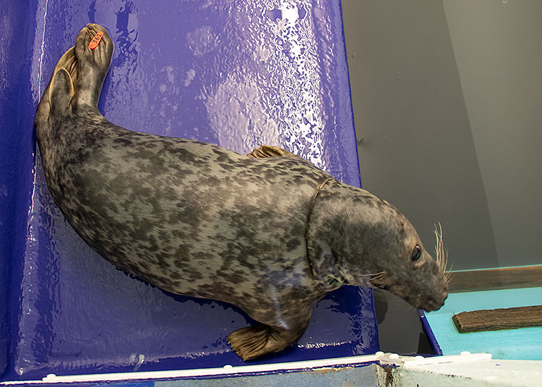 GI Joe, rescued seal pup