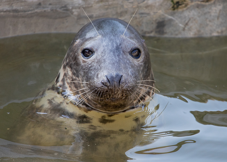 GI Joe, rescued seal pup