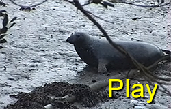 Spitfire, Gladys and Scooby