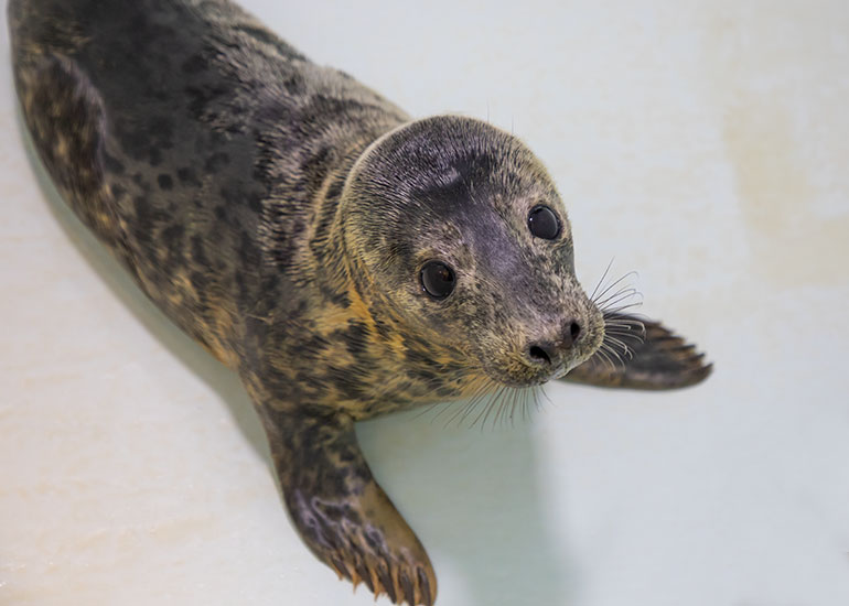 Gnasher - photo taken on 26th January 2019