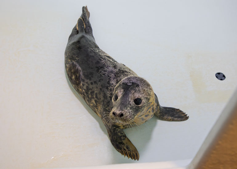 Gnasher - photo taken on 26th January 2019