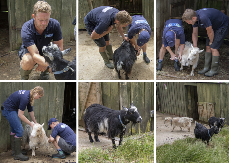 Goats