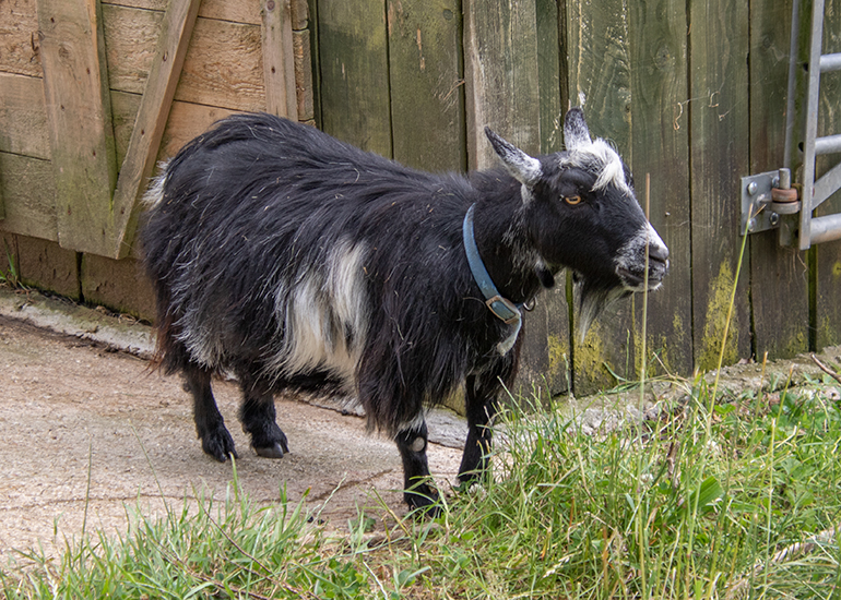 Goats