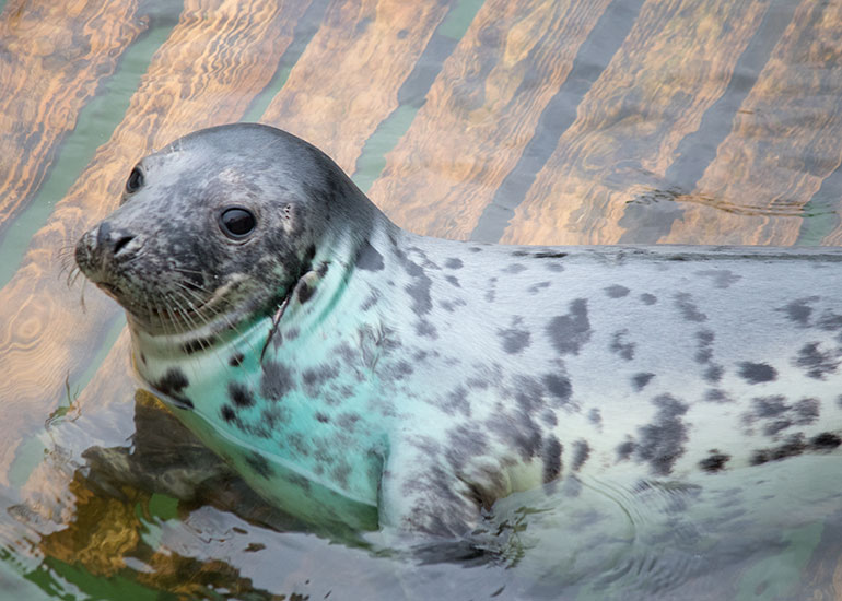 Go Fish - photo taken on 28th December 2015