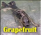 Grapefruit