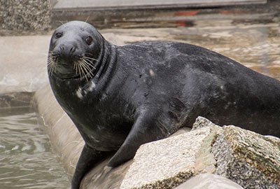 Pumpkin and Marlin, Grey Seal Pool being refurbished
