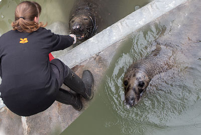 Flipper and Logs in the nursery pools 1 and 2