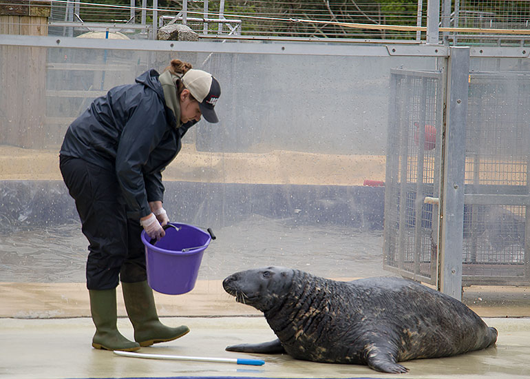 Grey Seal Enclosure