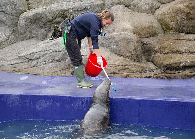 Grey Seal Enclosure