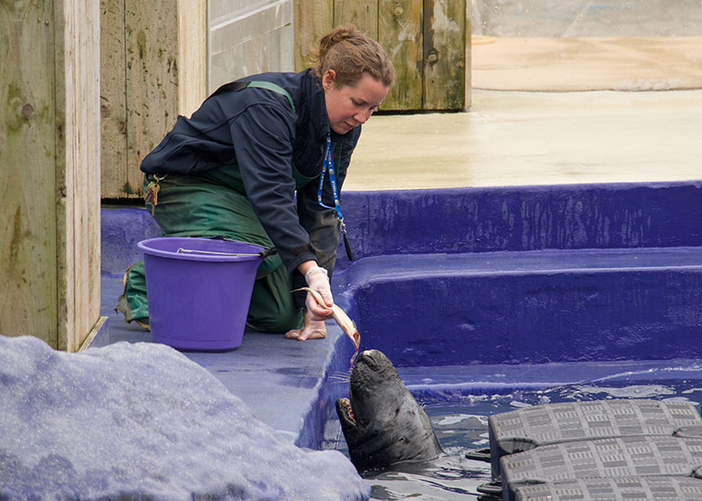 Grey Seal Enclosure