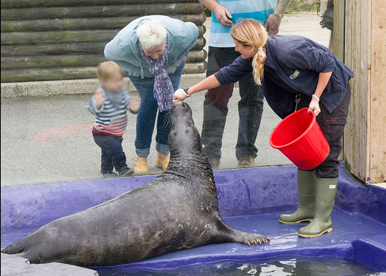 Grey Seal Enclosure