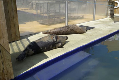 Grey seals enclosure