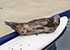 Grey Seals