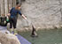 Grey Seals