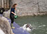 Grey Seals