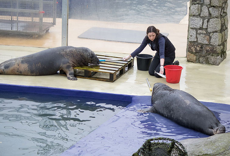 Grey Seals