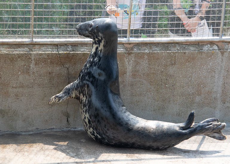 Grey Seals