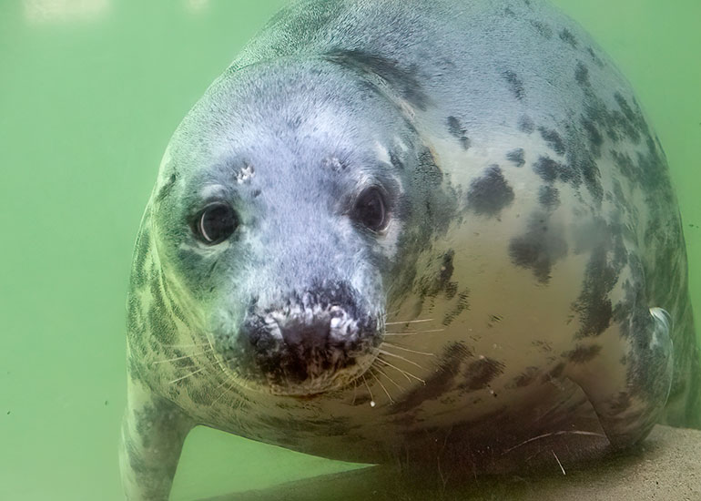 Grey Seals