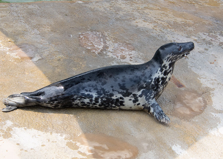 Grey Seals
