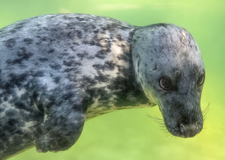 Grey Seals