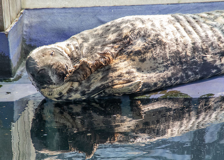 Grey Seals