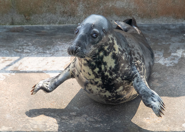 Grey Seals
