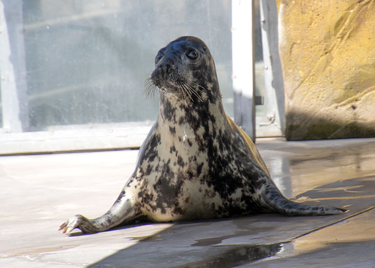 Grey Seals