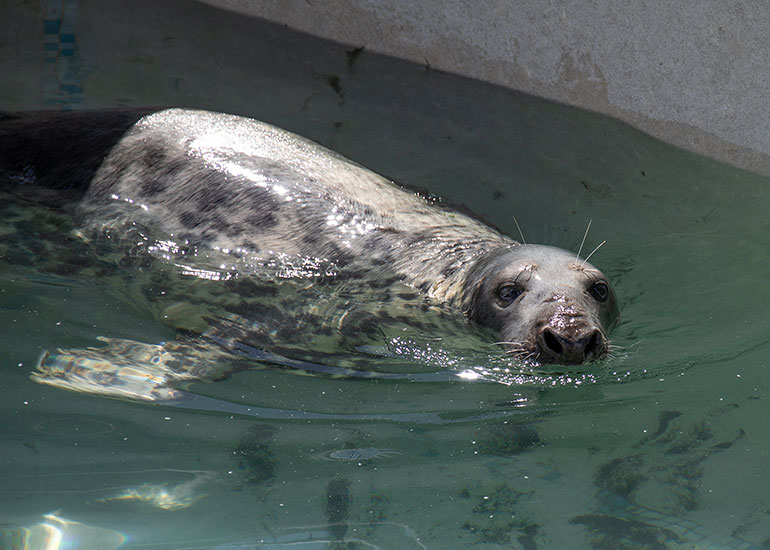 Grey Seals