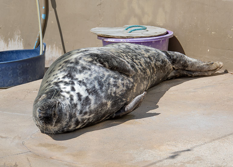 Grey Seals