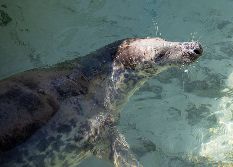 Grey Seals
