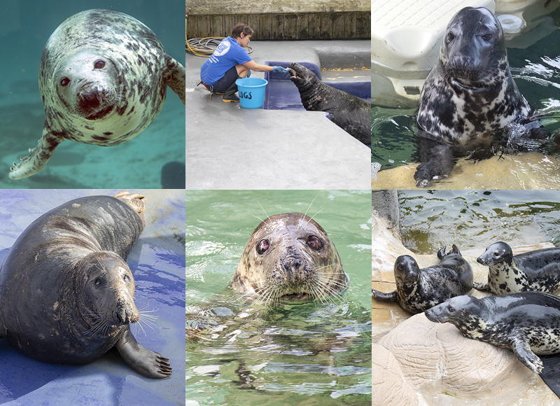Grey Seals - August 2024