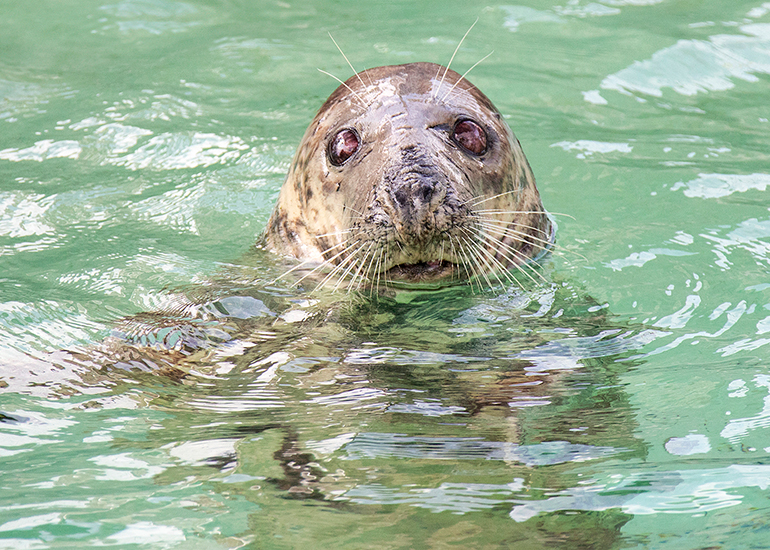 Grey Seals