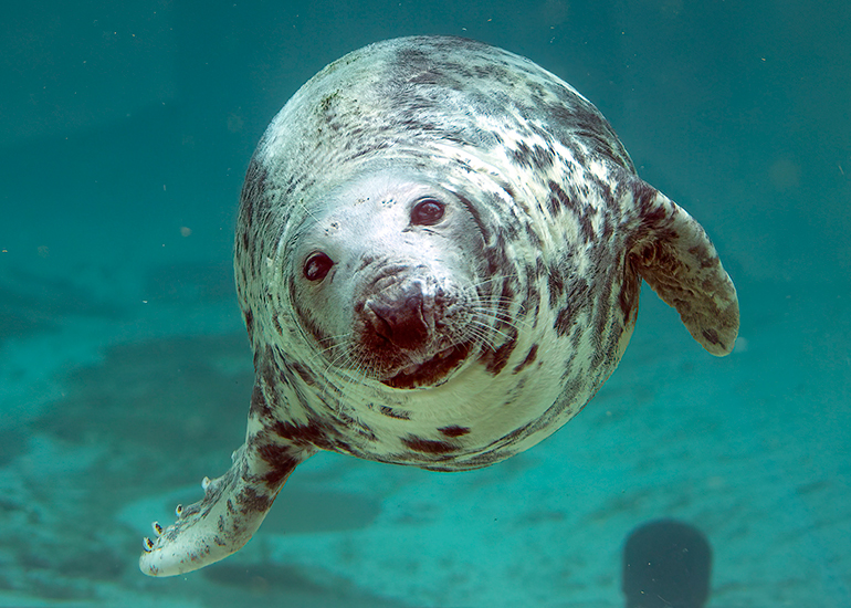 Grey Seals