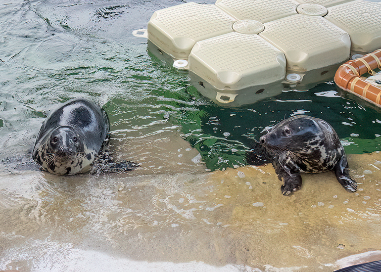 Grey Seals
