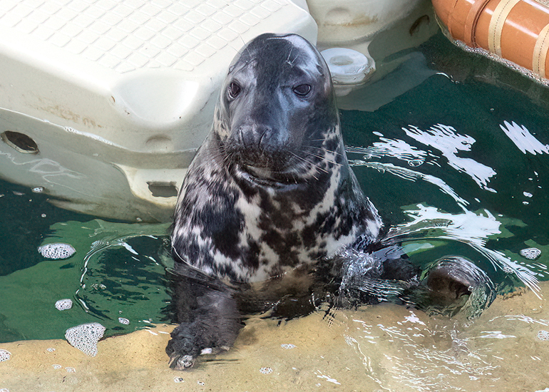 Grey Seals - Aayla