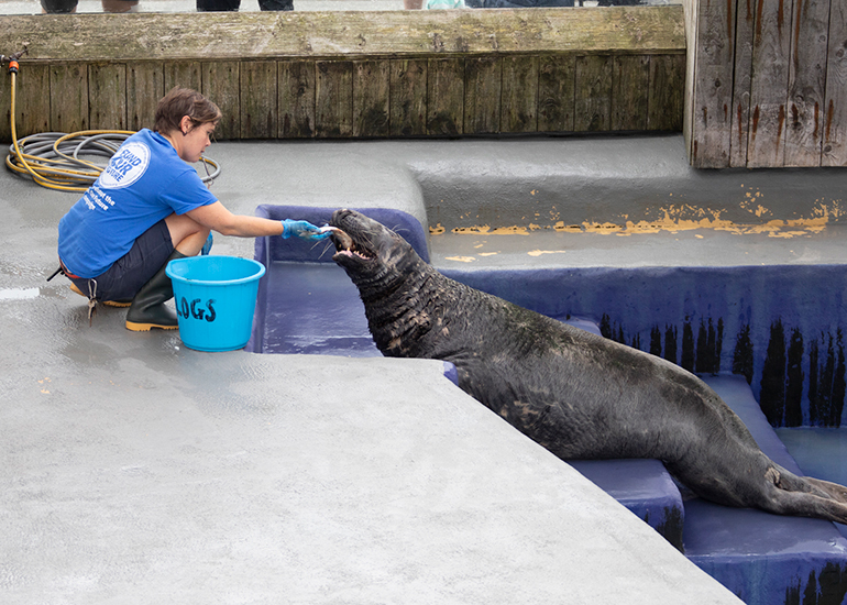 Logs - Grey Seals