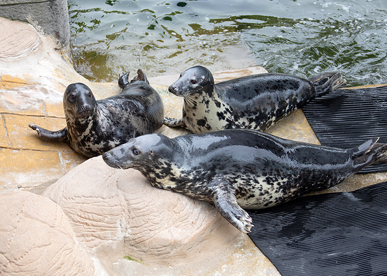 Aayla, Willow and Jinx! - Grey Seals