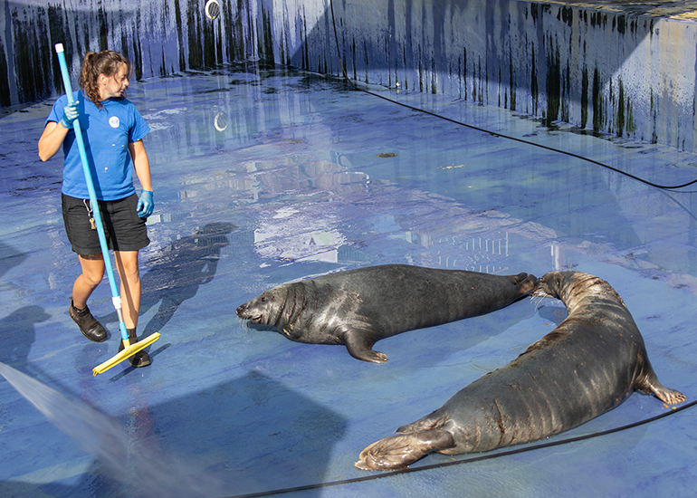 Grey Seals